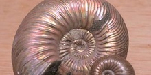 Paracadoceras sp. (Molusco-Ammonites) Jurásico