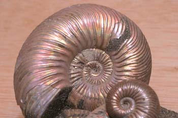 Paracadoceras sp. (Molusco-Ammonites) Jurásico