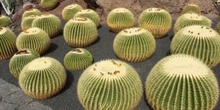 Echicocactus grusonii