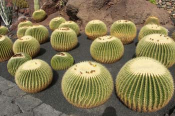 Echicocactus grusonii