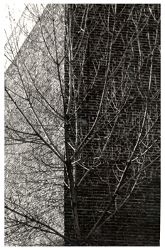 Fotografía artística de la copa de un árbol