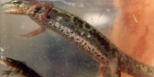 Tritón jaspeado (Triturus marmoratus)