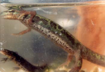 Tritón jaspeado (Triturus marmoratus)