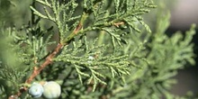 Sabina albar (Juniperus thurifera)