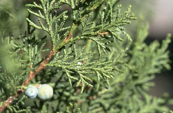 Sabina albar (Juniperus thurifera)