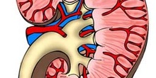 Sección de un riñón humano