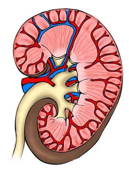Sección de un riñón humano