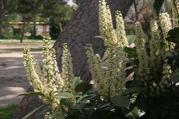 Lauroceraso - Flor (Prunus laurocerasus)