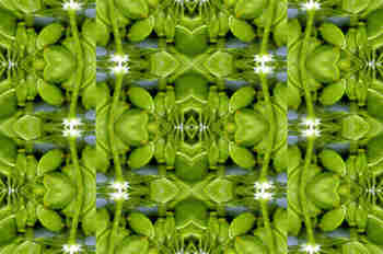 Simetrías de cenefas