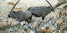Oryx contrapuestos, Namibia