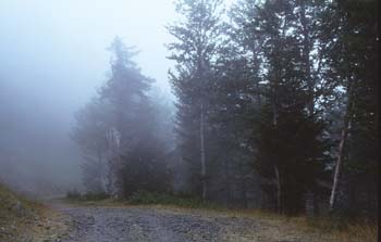 Haya - Bosque (Fagus silvatica)