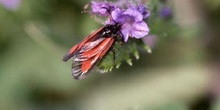 Zigena (Zygaena sp,)