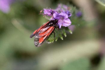 Zigena (Zygaena sp,)