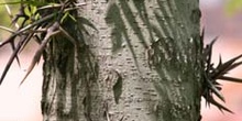 Acacia de tres espinas - Tronco (Gleditsia triacanthos)