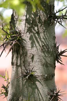 Acacia de tres espinas - Tronco (Gleditsia triacanthos)
