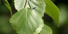 Abedul llorón - Hojas (Betula pendula)