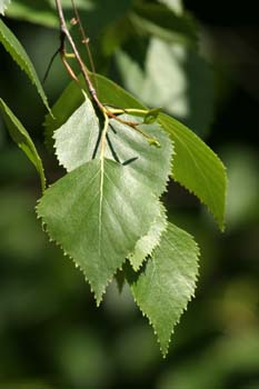 Abedul llorón - Hojas (Betula pendula)