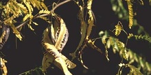 Acacia de tres espinas - Fruto (Gleditsia triacanthos)