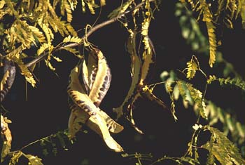Acacia de tres espinas - Fruto (Gleditsia triacanthos)