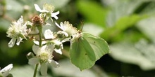 Limonera (gonepteryx rhamni)