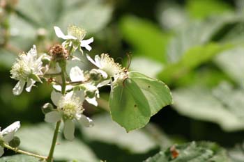 Limonera (gonepteryx rhamni)