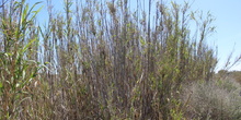 Artemisia herba-alba_2