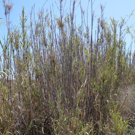 Artemisia herba-alba_2