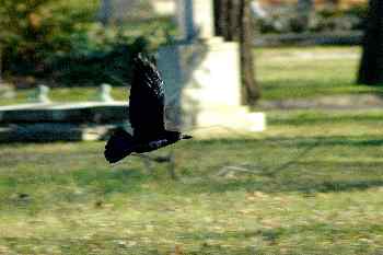 Cuervo en el Cementerio ce Kerepesi, Budapest, Hungría