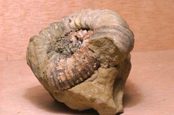 Ammonites sp. (Molusco-Ammonites) Jurásico