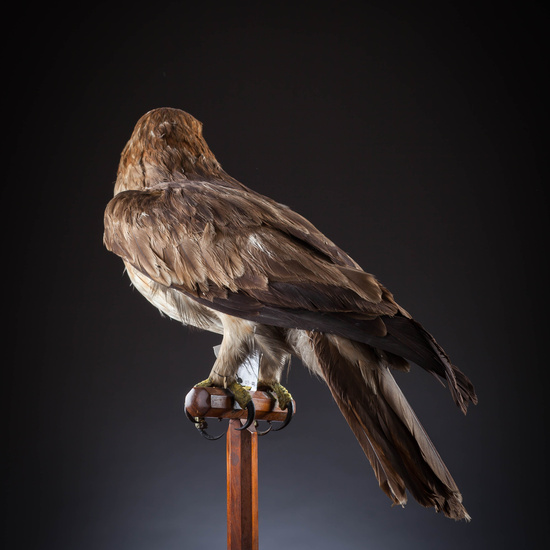 IES_SANISIDRO_MUSEO_Aves_068