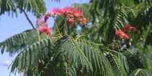 Acacia de Persia - Hoja (Albizia julibrissin)