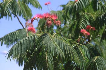Acacia de Persia - Hoja (Albizia julibrissin)