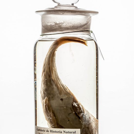 IES_CARDENALCISNEROS_CIENCIASNATURALES_391