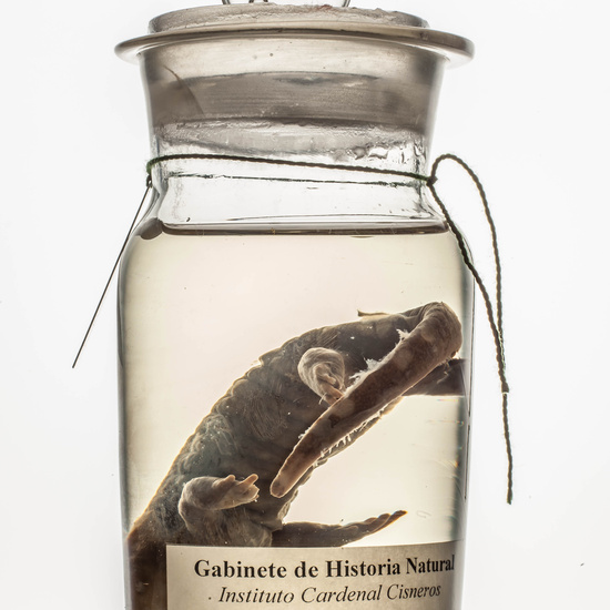 IES_CARDENALCISNEROS_CIENCIASNATURALES_204