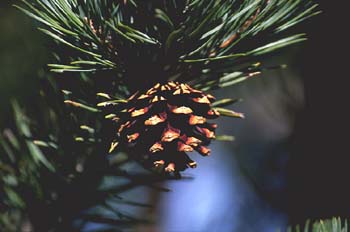 Pino silvestre - Piñas (Pinus sylvestris)