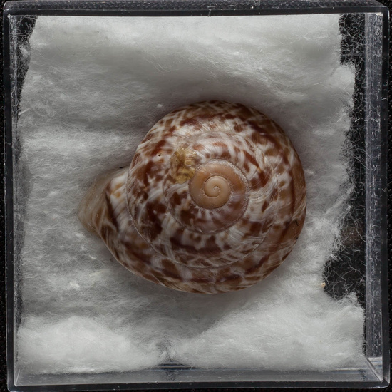 IES_ISABELLACATOLICA_BIOLOGIA_357