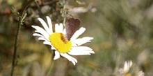 Querquera serrana (Nordmannia ilicis)