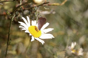 Querquera serrana (Nordmannia ilicis)