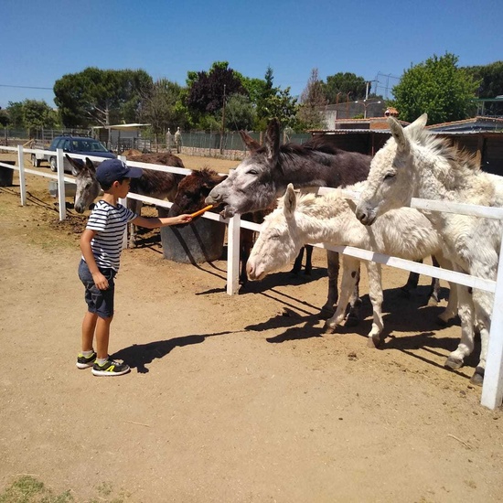 1º A BURROLANDIA 11