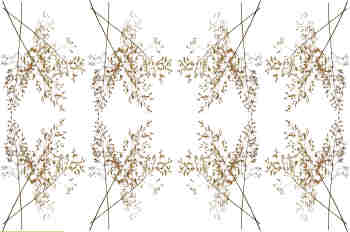 Simetrías de los ramilletes en vertical