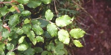 Haya - Hoja (Fagus silvatica)