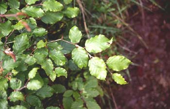 Haya - Hoja (Fagus silvatica)