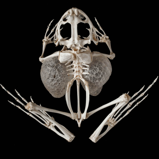 IES_ISABELLACATOLICA_BIOLOGIA_247