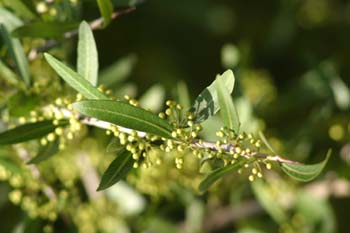 Rhamnus dahurica