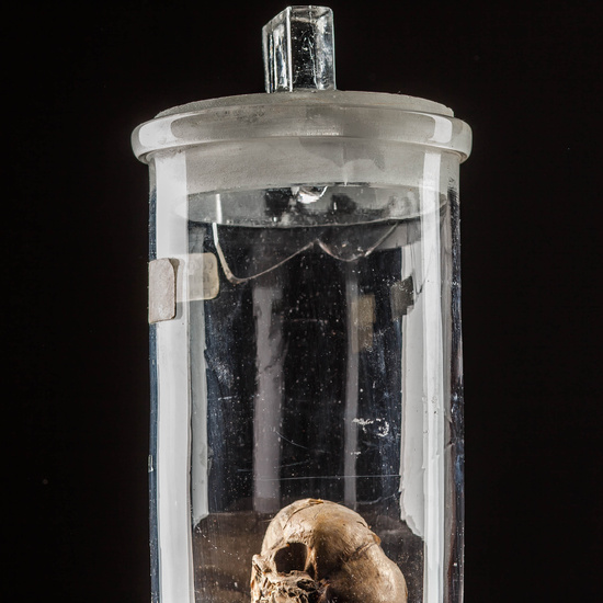 IES_SANISIDRO_MUSEO_Craneos_012