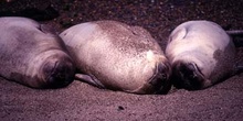 Lobos marinos del Sur, Argentina