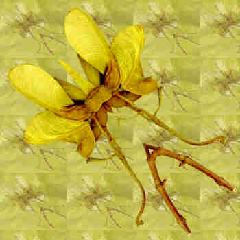 Simetría diagonal sobre fondo estampado