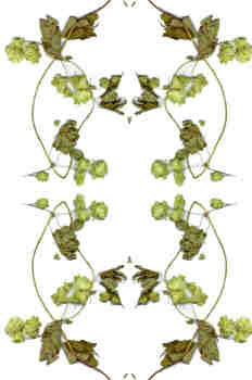 Simetría de la rama de lúpulo