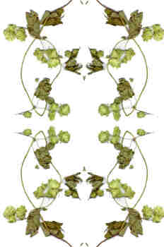 Simetría de la rama de lúpulo