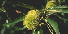 Castaño - Fruto (Castanea sativa)